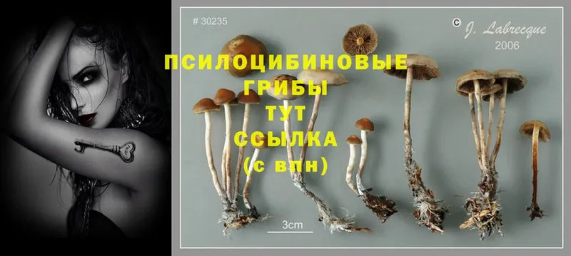 hydra маркетплейс  Ливны  Галлюциногенные грибы MAGIC MUSHROOMS 